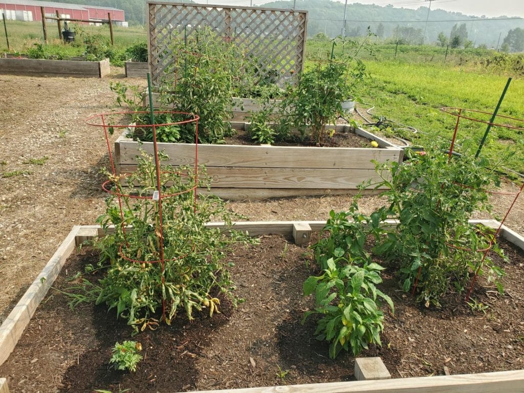 Helping Grow in More Ways Than One | Phelps Community Garden