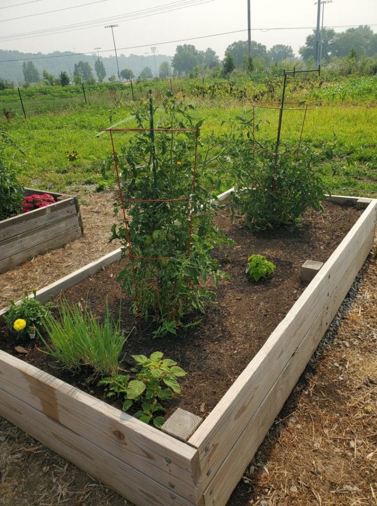 Fresh produce from the Phelps Garden.